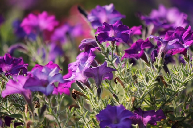 Photo vue rapprochée des plantes à fleurs violettes