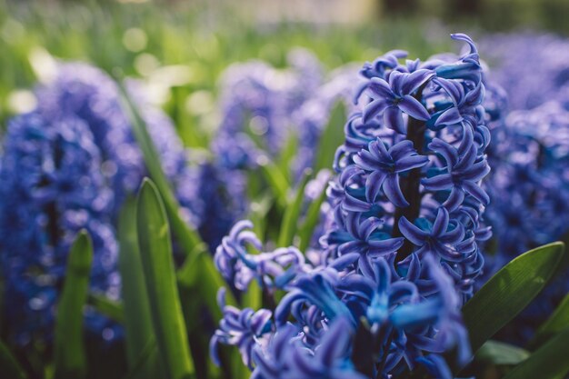 Photo vue rapprochée des plantes à fleurs violettes