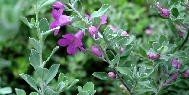 Photo vue rapprochée des plantes à fleurs violettes