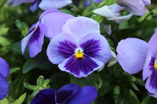 Photo vue rapprochée des plantes à fleurs violettes