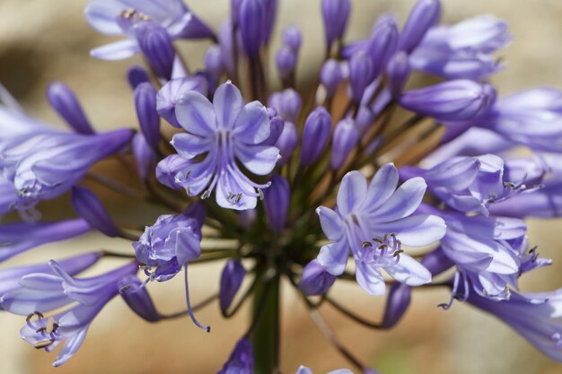 Photo vue rapprochée des plantes à fleurs violettes