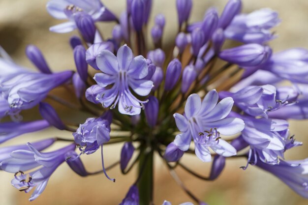 Vue rapprochée des plantes à fleurs violettes