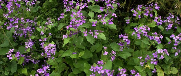 Photo vue rapprochée des plantes à fleurs violettes