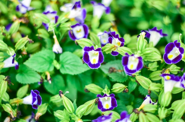 Vue rapprochée des plantes à fleurs violettes