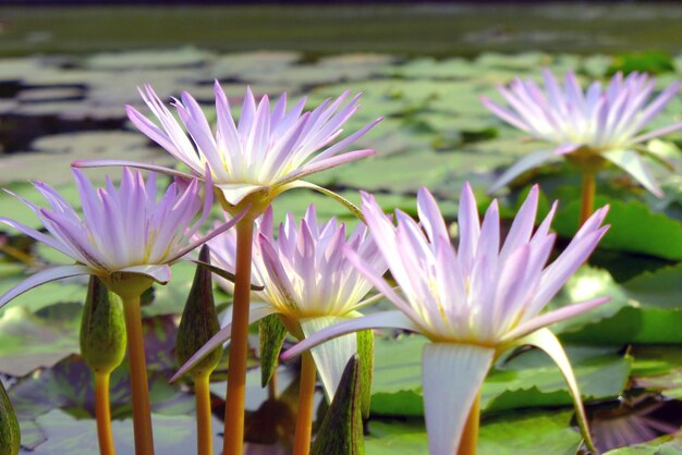 Photo vue rapprochée des plantes à fleurs violettes