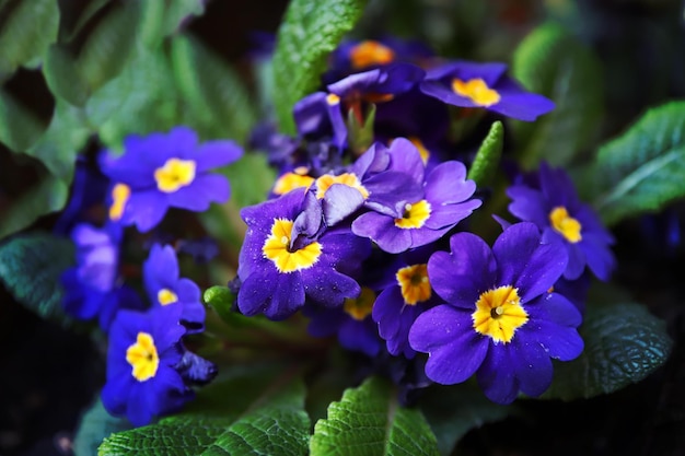 Vue rapprochée des plantes à fleurs violettes