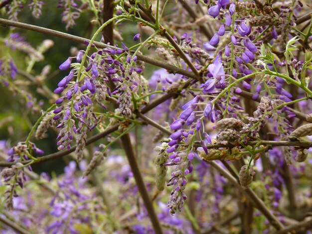 Photo vue rapprochée des plantes à fleurs violettes