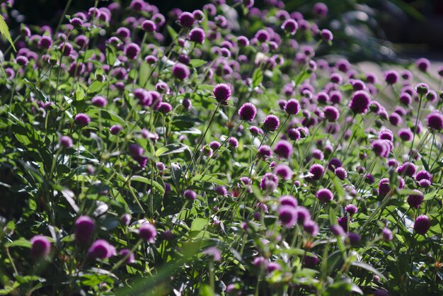Vue rapprochée des plantes à fleurs violettes