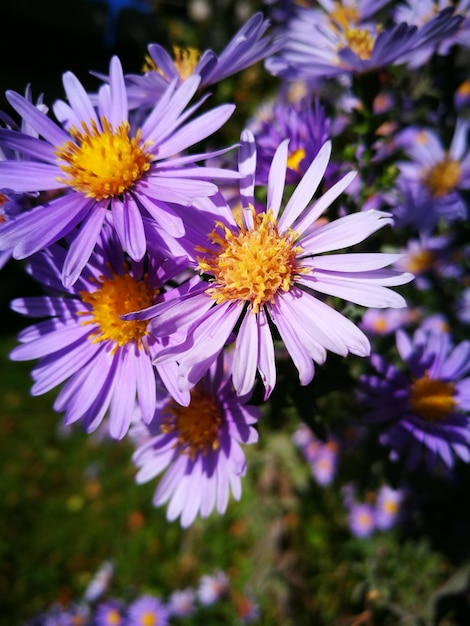 Photo vue rapprochée des plantes à fleurs violettes