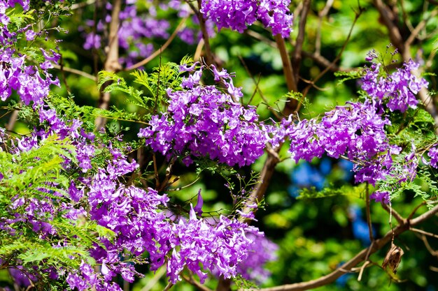 Photo vue rapprochée des plantes à fleurs violettes