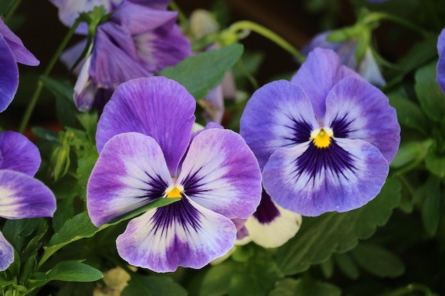 Vue rapprochée des plantes à fleurs violettes