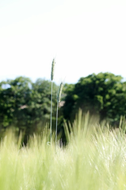 Photo vue rapprochée des plantes fraîches sur le champ contre un ciel dégagé