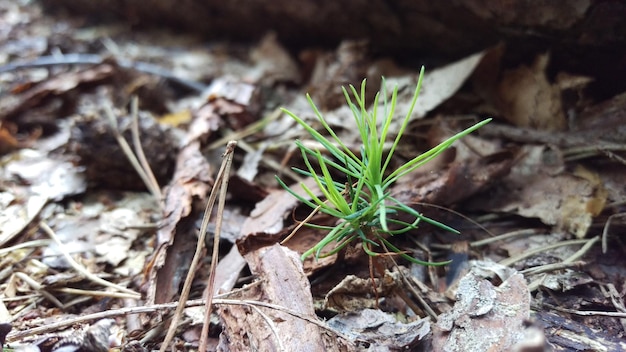 Vue rapprochée des plantes fraîches sur le champ