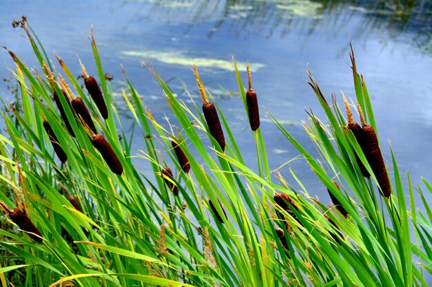 Photo vue rapprochée des plantes fraîches dans le lac