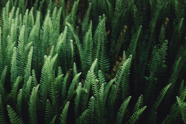 Vue rapprochée des plantes fraîches qui poussent sur le champ