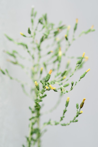 Photo vue rapprochée des plantes fraîches