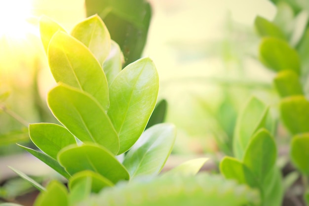 Vue rapprochée des plantes fraîches
