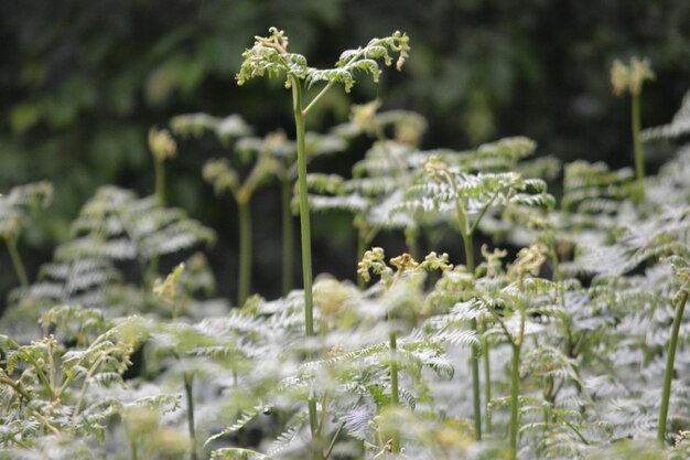 Vue rapprochée des plantes en hiver