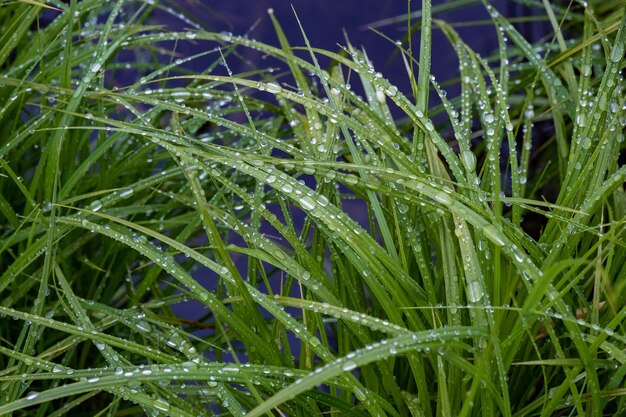 Vue rapprochée des plantes humides pendant la saison des pluies