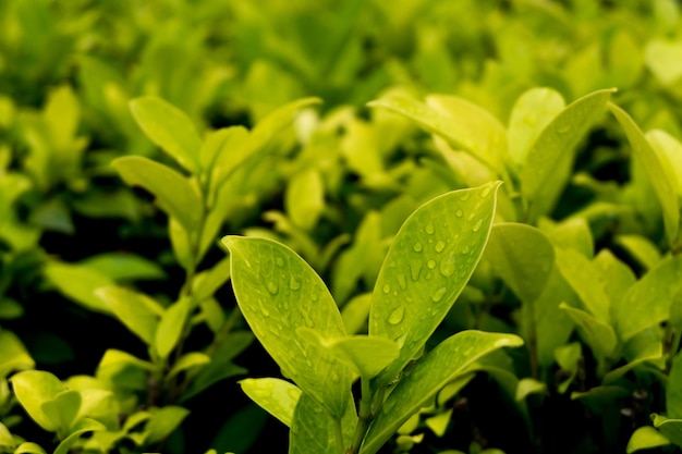 Vue rapprochée des plantes humides