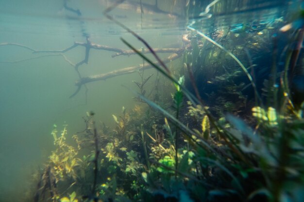 Vue rapprochée des plantes en mer