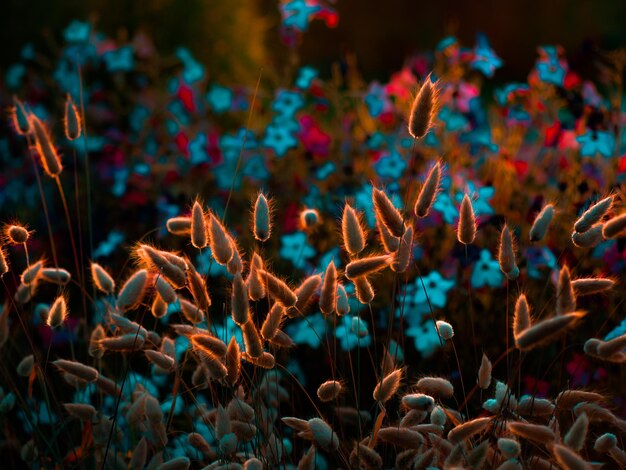 Photo vue rapprochée des plantes la nuit