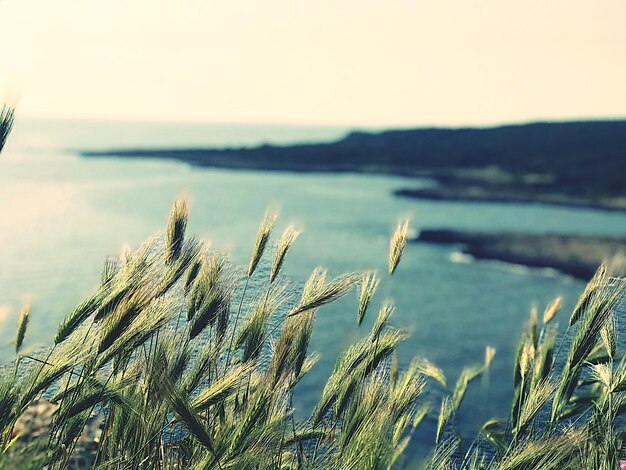 Vue rapprochée des plantes par la mer contre le ciel