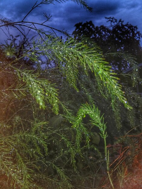 Vue rapprochée des plantes par rapport aux nuages