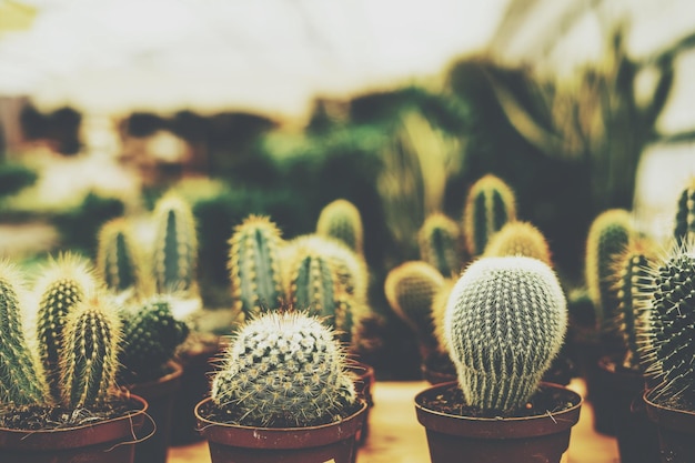 Photo vue rapprochée des plantes en pot