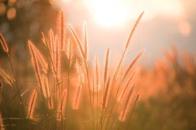 Vue rapprochée des plantes qui poussent sur le champ contre le ciel au coucher du soleil