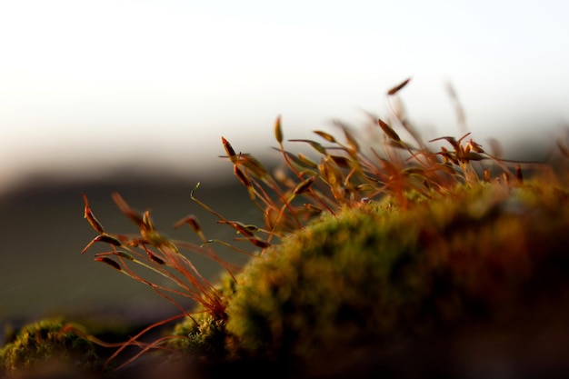 Photo vue rapprochée des plantes qui poussent sur le champ contre le ciel