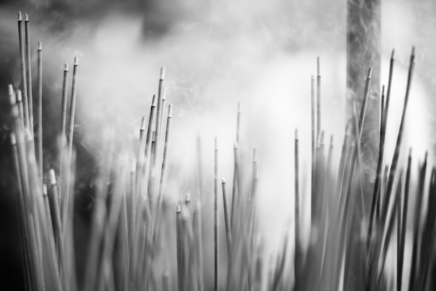 Photo vue rapprochée des plantes qui poussent sur le champ contre le ciel