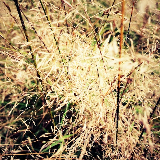 Photo vue rapprochée des plantes qui poussent sur le champ