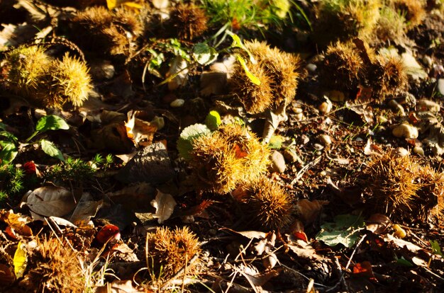 Photo vue rapprochée des plantes qui poussent sur le champ