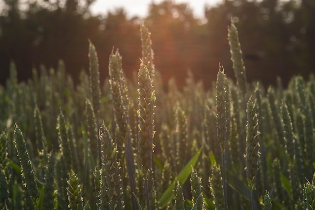 Photo vue rapprochée des plantes qui poussent sur le champ