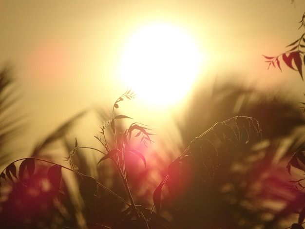 Photo vue rapprochée des plantes qui poussent contre le ciel au coucher du soleil