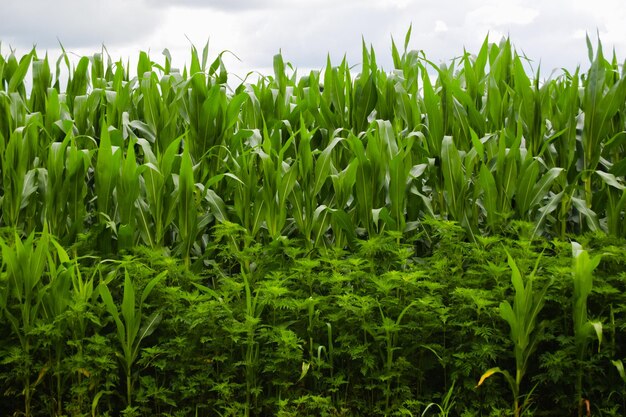 Photo vue rapprochée des plantes qui poussent dans le champ