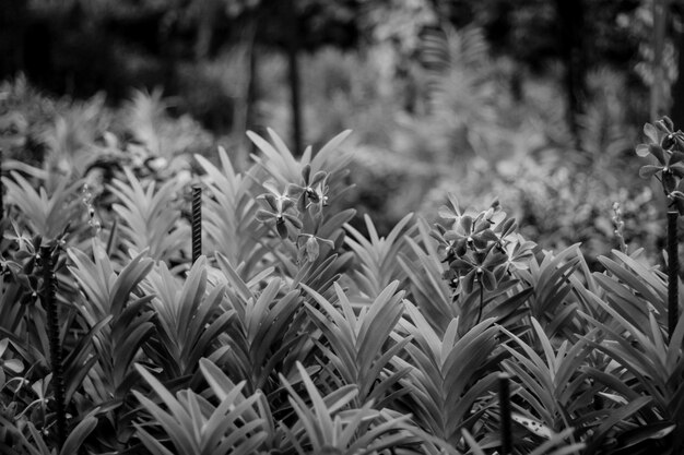 Photo vue rapprochée des plantes qui poussent dans le champ