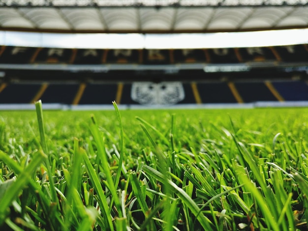 Photo vue rapprochée des plantes qui poussent sur le terrain du stade