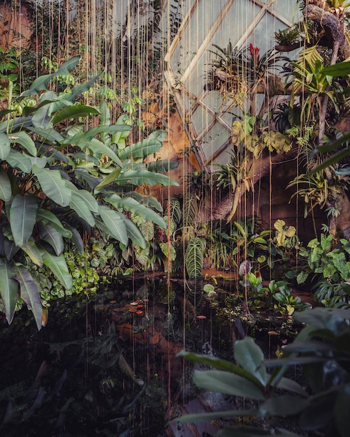 Photo vue rapprochée des plantes qui poussent sur terre