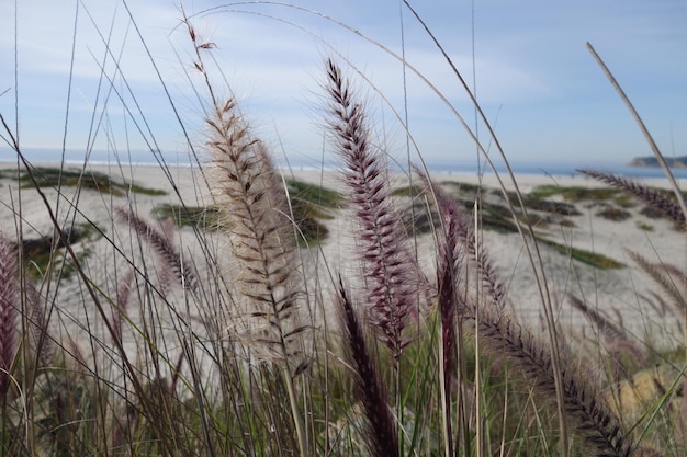 Vue rapprochée des plantes sur le rivage