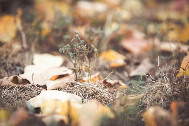 Photo vue rapprochée des plantes sèches sur le champ