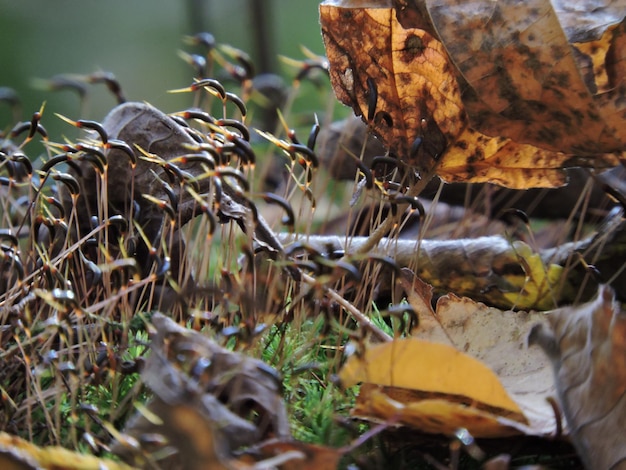 Photo vue rapprochée des plantes sèches