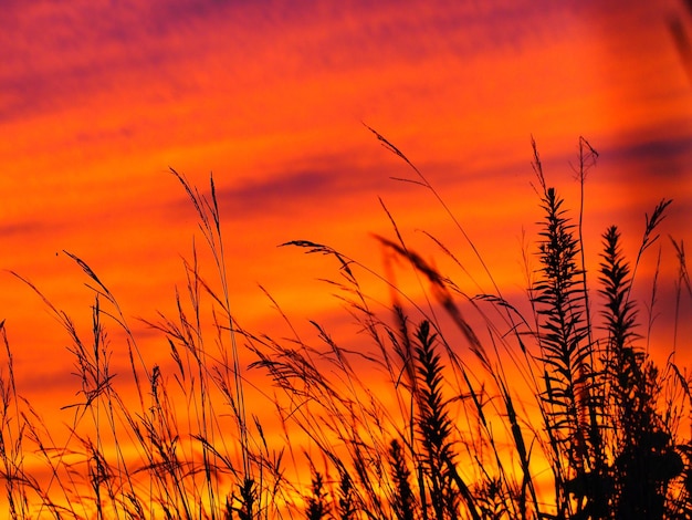 Photo vue rapprochée des plantes en silhouette sur le champ contre un ciel orange