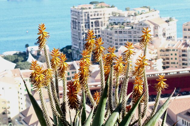 Photo vue rapprochée des plantes succulentes en ville