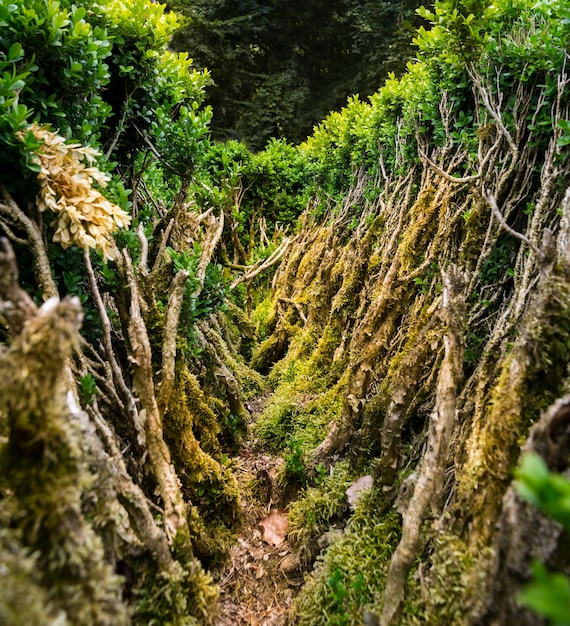 Vue rapprochée des plantes vertes denses. Botanique du jardin, buissons et mousse