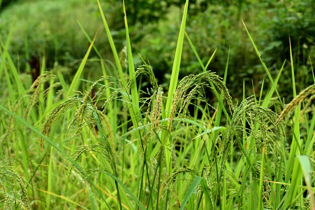 Photo vue rapprochée des plantes vertes fraîches sur le champ