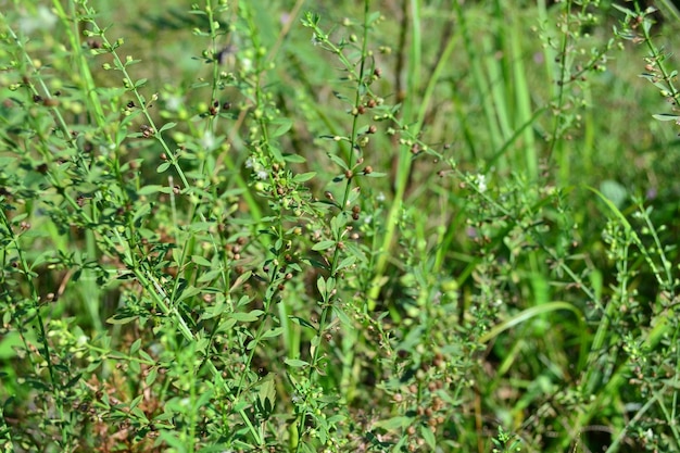 Vue rapprochée des plantes vertes fraîches dans le champ