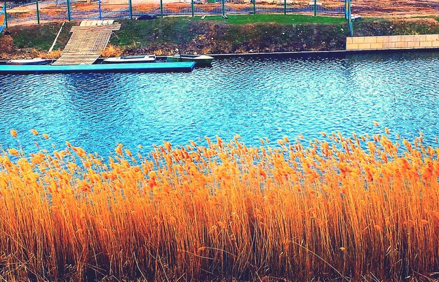 Vue rapprochée des plantes vertes fraîches dans l'eau