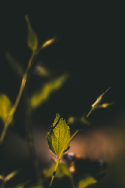 Photo vue rapprochée des plantes vertes